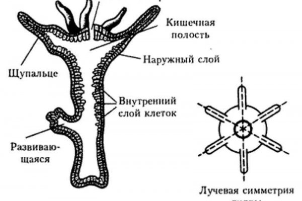 Kraken сайт зеркала